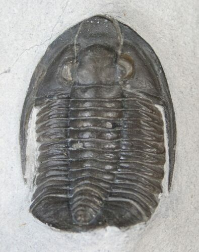 Very Large Cornuproetus Trilobite #13883
